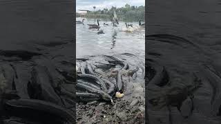 Native Eels slowmo at Travis Wetlands They migrate 1000Kms across the ocean to breed then die [upl. by Khajeh]