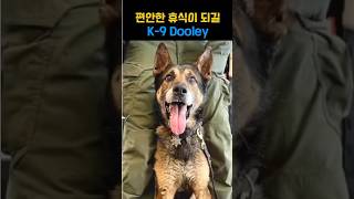 편안한 휴식이 되길 K9 Dooley [upl. by Sullivan]