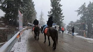 Kufri Snowfall in November near Shimla  Himachal Pradesh India [upl. by Onilegna]