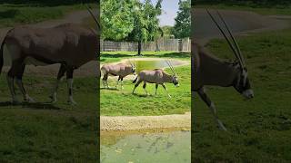 gemsbok  south African oryx  antelope oryx gemsbok africananimal shortsvideogoats viral [upl. by Oknuj134]