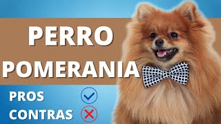 PERRO POMERANIA ā¯¤ļø¸ Ventajas y Desventajas De Tener Un Perro Pomerania ā¯¤ļø¸ PERROS HERMOSOS [upl. by Arbas]