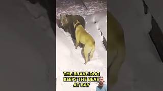 Kangal dog vs Bear  bear dog animals wildlife bearlife snow bearencounter tiger lionsafari [upl. by Adila]