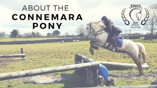 About the Connemara Pony Official Selection Equus Film Festival [upl. by Henrie]