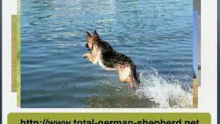 German Shepherd Dog tips [upl. by Starobin]