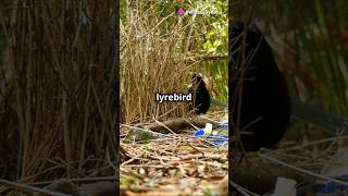 FACTS ABOUT LYREBIRD [upl. by Rosati887]