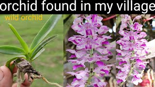 Wild orchids found in indiavanda rhynchostylis foxtail [upl. by Houser]