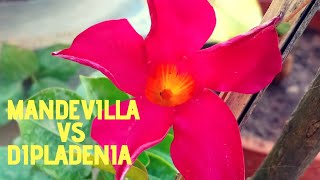 Everything you needed to know about MandevillaDipladenia  Extensive Mandevilla care [upl. by Renaxela]