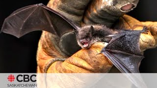 11 confirmed rabies cases in bats in Sask this year [upl. by Niwroc331]