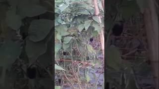 Brinjal Ki Kheti  Baigan ki kheti  Ormanjhi Kuchu Ranchi Jharkhand [upl. by Enomar73]