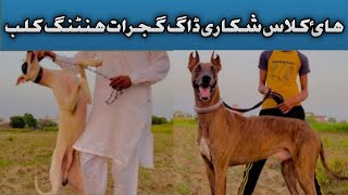 Best hunting dogs soor ka shikar high class hunting dogs shikari dogs  Gujrat hunting club [upl. by Pinchas758]