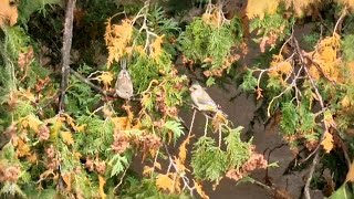 Žaliukių  Chloris chloris puota birds [upl. by Garda]