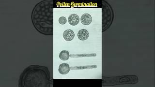 Drawing Pollen Germination art drawing sketch howto stepbystep pollengermination howtodraw [upl. by Annal]