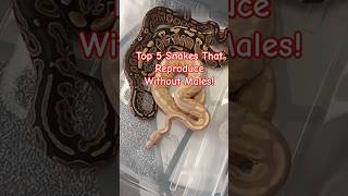 Top 5 Snakes That Reproduce Without Males [upl. by Ayila233]