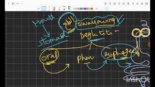 Mastication and Swallowing [upl. by Borchers]