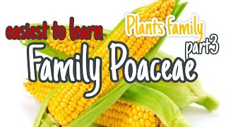 Family Poaceae class 11 morphology NEET 2025 [upl. by Buttaro]