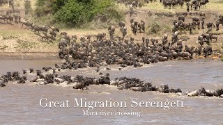 Spectacular crossing of the Mara river by a large herd of wildebeests [upl. by Ahsinyar449]