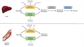 Glycogen Metabolism  Glycogenolysis  Pathway Enzymes and Regulation [upl. by Rechaba]