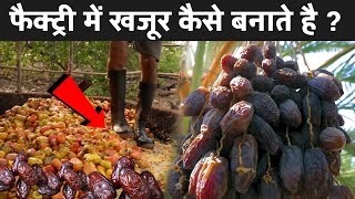 फैक्ट्री में खजूर कैसे बनाते है   Khajur Making Process In Hindi  Dates Making Process [upl. by Ahsinahs]