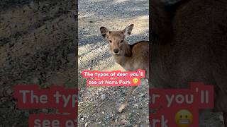 The types of deer you’ll see at Nara Park 😬 nara narapark japan [upl. by Adiela527]