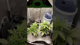 Vlog 16 Due metodi economici per abbassare lumidità nella grow box  Situazione piante [upl. by Aiuqenehs462]