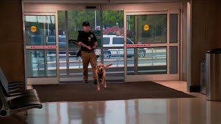 Bombsniffing dog Messie retires from TSA at Reagan National Airport [upl. by Pevzner511]