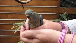 Red Rump Parrot Babies Part 2 [upl. by Chladek]