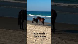 Wild horses on outer banks of NC horses obx [upl. by Anila113]