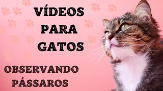 Vídeo para GATOS  Observando PÁSSAROS [upl. by Betty]