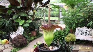 Time lapse of URIs Titan Arum Corpse Flower [upl. by Ayidan]