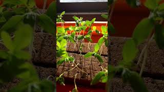 Indeterminate tomato seedlings in Oasis sponge [upl. by Oirasan]