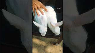 Rabbit funny video 😂shortsvideo  RKSS family videos [upl. by Paderna]