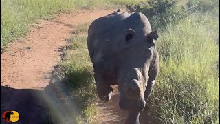 EPIC Rhino Charge Rhino Attacks Safari Vehicle [upl. by Eldred]