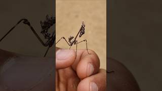 Amazing Praying Mantis Empusa fasciata In Corfu prayingmantis wildlife insects shorts cute [upl. by Pierrette]