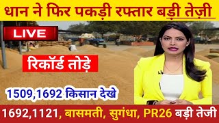 धान 1121 धान 1692140117181509 धान में तेजी।aaj ka dhan ka bhav।Dhan Mandi bhav today। मंडी भाव [upl. by Lerret]