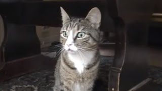 Angry Cat makes Funny Sounds [upl. by Alekat313]