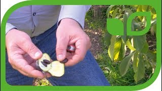 Der selbstfruchtbare Pawpaw Baum Sunflower  Früchte im 3 Jahr nach der Pflanzung [upl. by Iznik952]