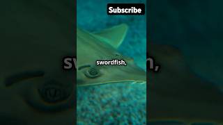 SwordfishMarineLife Wildlife OceanExploration NatureDocumentary AnimalAdaptations underwater [upl. by Haven]