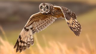 Pueo Hawaiian shorteared owl [upl. by Adnuahsor]