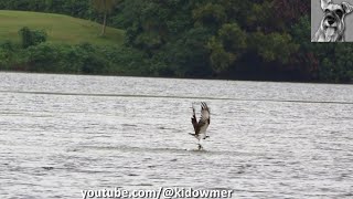 Migratory OSPREYs successful dive for fish [upl. by Lenna]