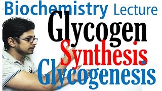 Glycogen synthesis  glycogen metabolism lecture 1 [upl. by Alyakcim641]