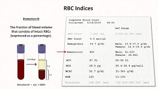 The life and times of RBCs and platelets [upl. by Angell626]