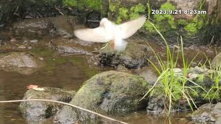 White kingfisher 白いカワセミ 27sec 21 SEP 2023 [upl. by Eduardo]