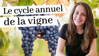 La vigne au fil des saisons  les étapes clés du cycle annuel de la vigne [upl. by Assiran]