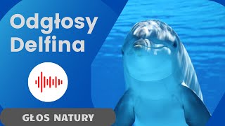 Delfin Odgłosy delfina  jak robią delfiny [upl. by Yenar987]