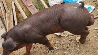 CHIRH AH KAN VAWK HO AN INBUAL🤣🤣 CHAMPION PIGGERY FARMTUIRIAL [upl. by Enerol]