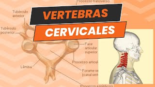 RESUMEN FACIL DE LA ANATOMIA DE LAS VERTEBRAS CERVICALES  ANATOMIA [upl. by Oremodlab]