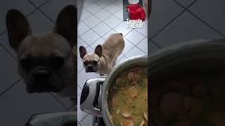 Die verlockende Kartoffelsuppe – darf Paula sie probieren 🐶🥔🍲 französischebulldogge [upl. by Baggett597]