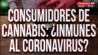 Consumidores de cannabis ¿Inmunes al coronavirus [upl. by Trixi]