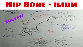 Hip Bone  Part 5  ilium Surface Attachement  The Charsi of Medical Literature [upl. by Sucramraj]