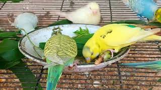 Budgies parrot eating food in budgies colony parakeet chirping [upl. by Lasky]